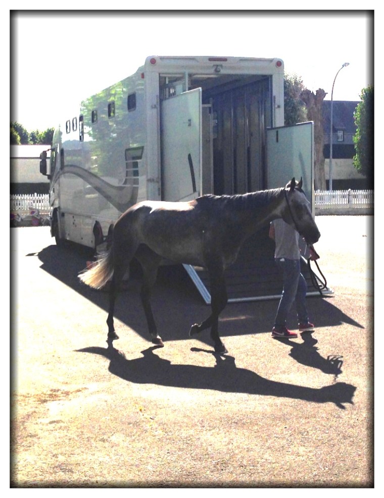 But we did get to see several horses loaded into this van. 